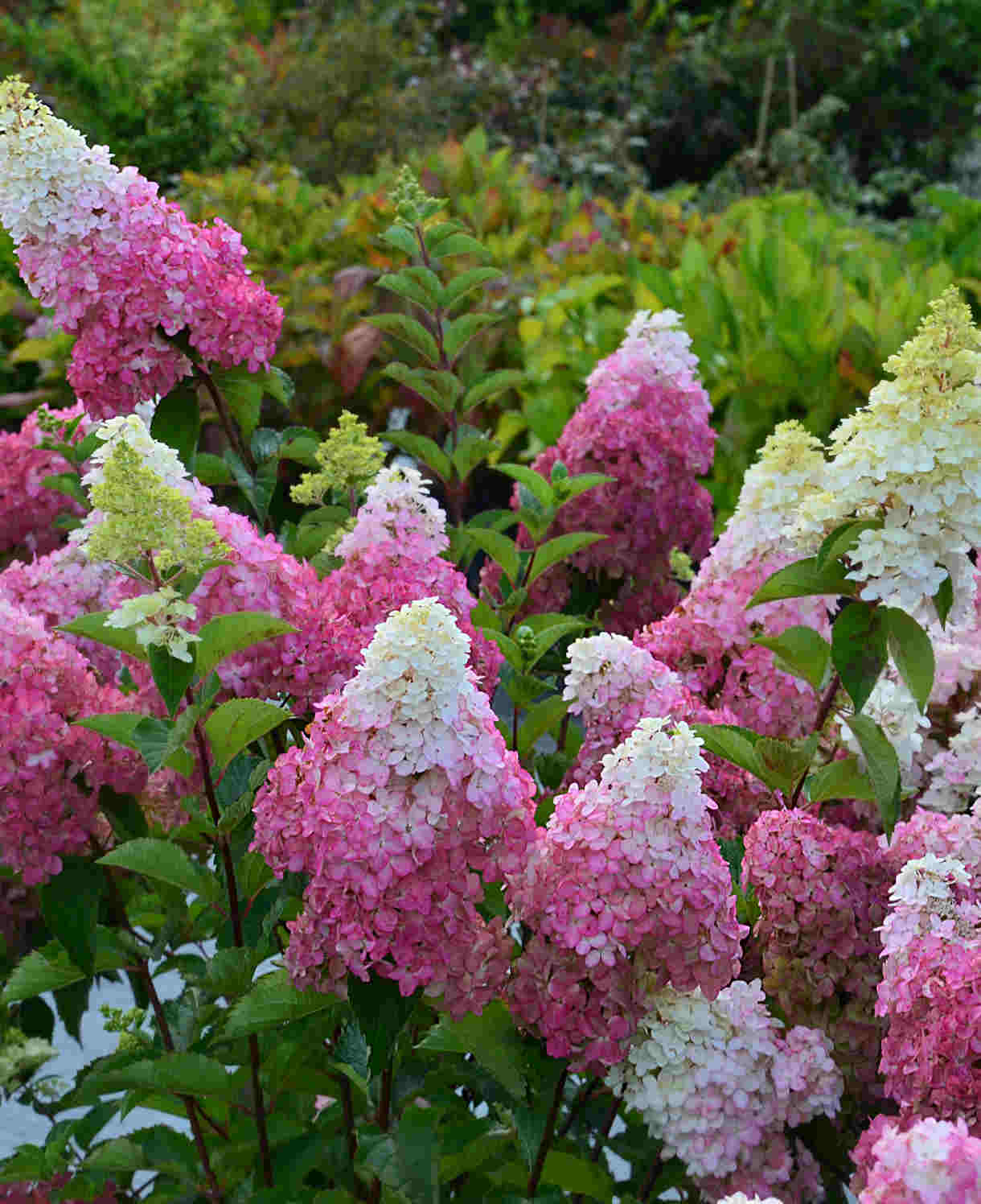 Hydrangea Paniculata Fraise Melba - 9cm pots | 3 x 9cm | Pink & White