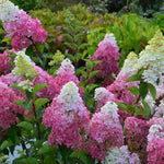 Hydrangea Paniculata Fraise Melba - 9cm pots | 1 x 9cm | Pink & White