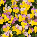 Viola Sorbet Xp Yellow Pink Jump Up 24 Garden Ready Plants | 12 x Garden Ready Plugs