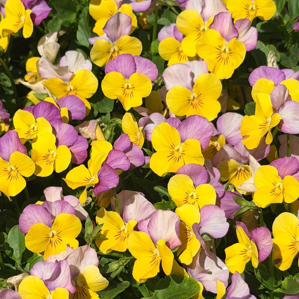 Viola Sorbet Xp Yellow Pink Jump Up 24 Garden Ready Plants | 12 x Garden Ready Plugs