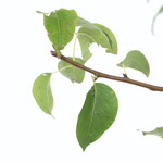 Pear Tree - Pyrus Communis 'conference' - Height 90-100cm - ⌀21cm