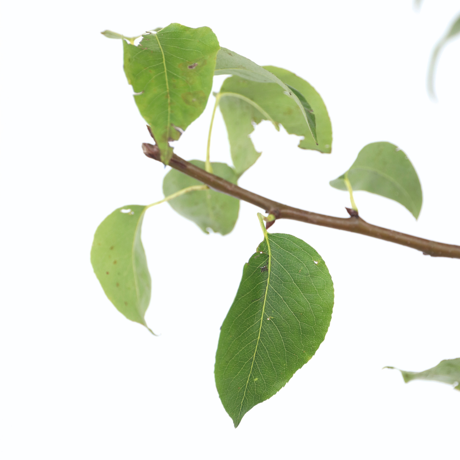 Pear Tree - Pyrus Communis 'conference' - Height 90-100cm - ⌀21cm