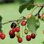Dwarf Patio Morello Cherry Fruit Tree 3-4ft Supplied In A 5 Litre Pot