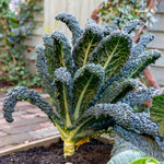 Kale Plant Cavolo Nero 'black Magic' For Uk Gardens | 16 x Pro Grower Plugs | Green