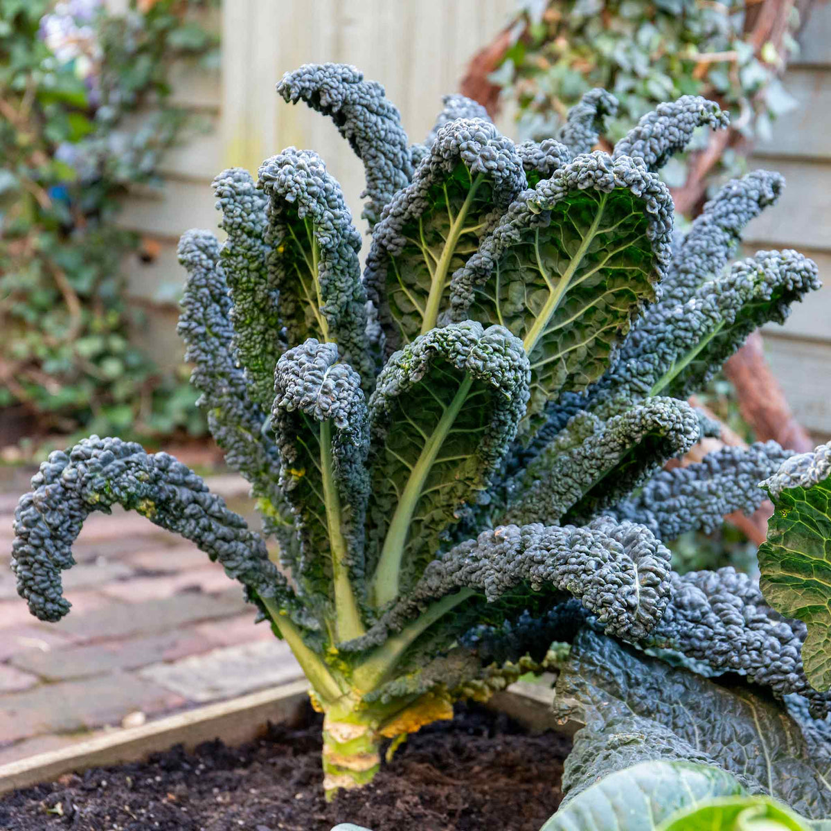 Kale Plant Cavolo Nero 'black Magic' For Uk Gardens | 16 x Pro Grower Plugs | Green