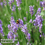 Lavender Hidcote Jumbo Plugs | 9 x Jumbo Plug Plants