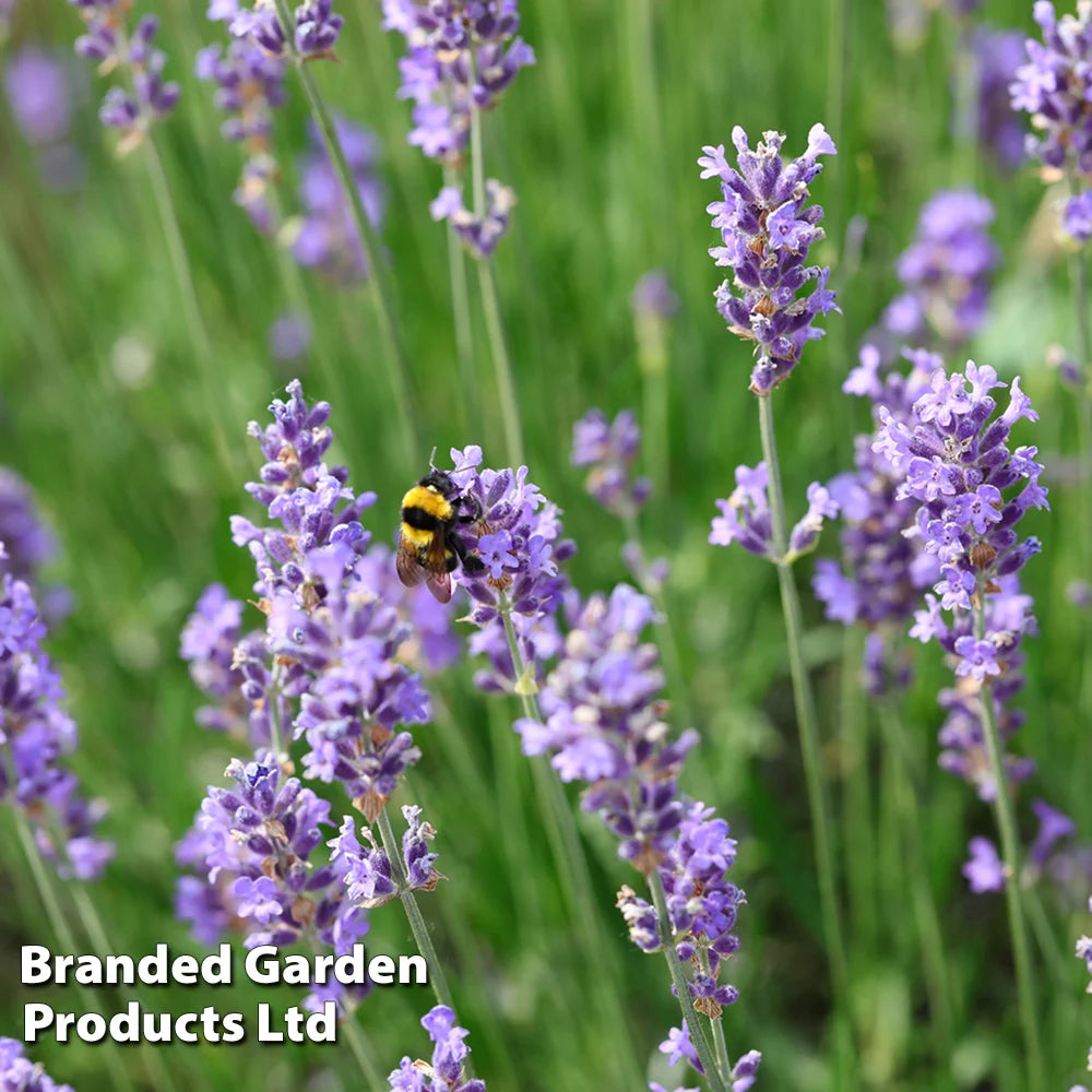 Lavender Hidcote Jumbo Plugs | 9 x Jumbo Plug Plants