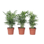 Parlour Palm - 3 Pcs. - Chamaedorea Elegans - Height 30-40cm - ⌀12cm | Set of 3 | Green