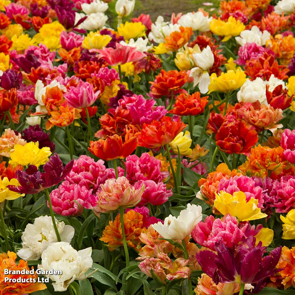 Thompson & Morgan Tulip Double Flowering Mixed Bouquet 18 Bulbs