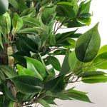 Artificial 110cm Evergreen Ficus Tree Silver Curve Planter