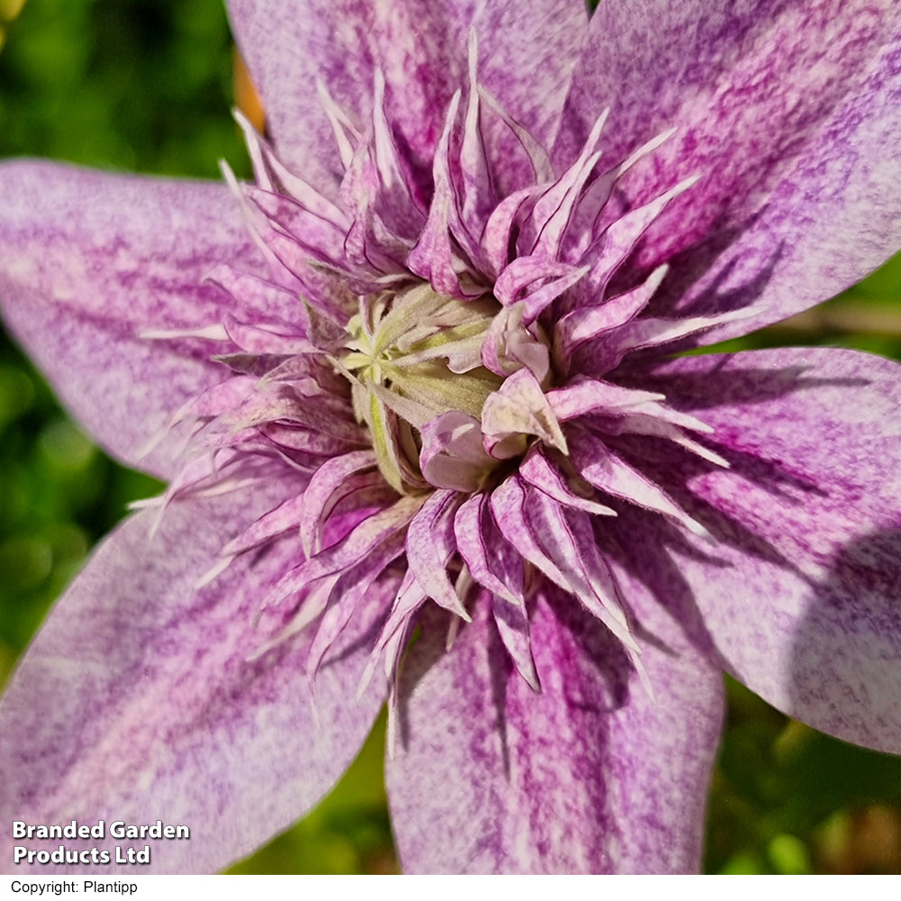 Clematis Mochi 9cm Pot | Set of 1