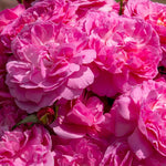 Rose 'orchid Romantica' Floribunda | 1 x Bare Root | Pink