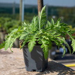 Papaver 'patty's Plum' - Oriental Poppy, 9cm Plant | 3 x 9cm | Deep Purple