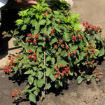 Blackberry 'tiny Black' Compact Thornless Patio Plant | 1 x 2L
