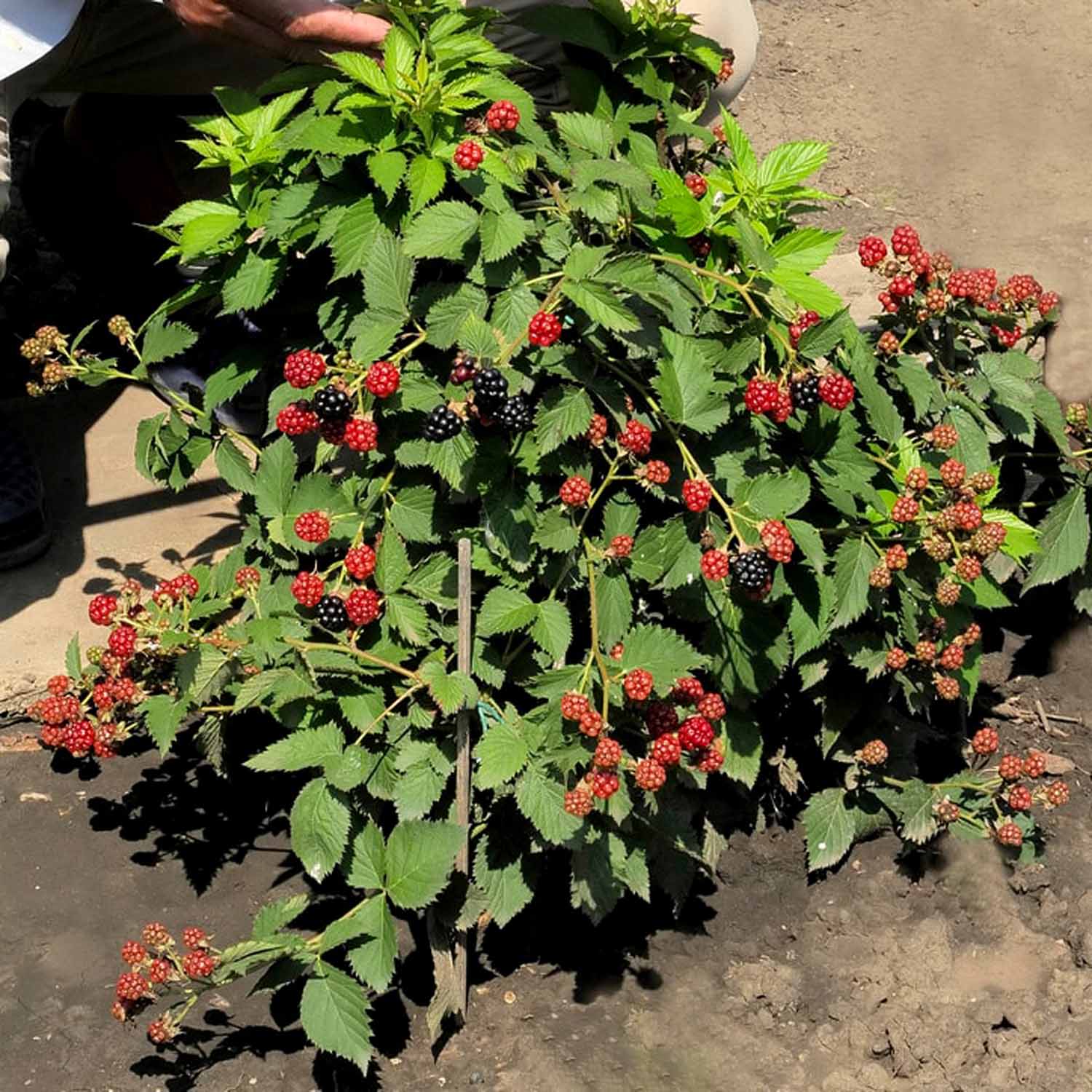 Blackberry 'tiny Black' Compact Thornless Patio Plant | 1 x 2L