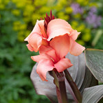 Canna Lily 'cannova Bronze Peach' Plant | 1 x 2L | Multi
