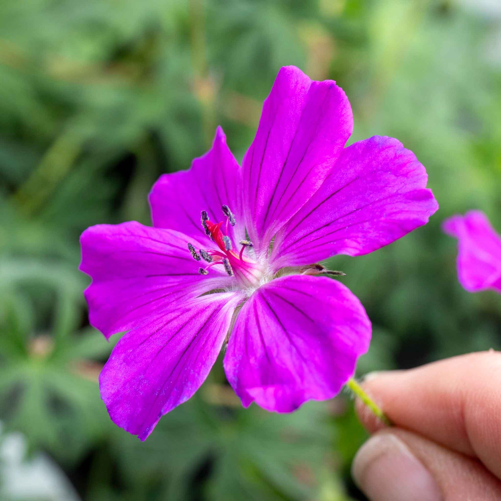 Geranium 'tiny Monster' - Hardy Magenta-pink Ground Cover | 1 x 7cm | Magenta Pink