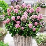 Escallonia Laevis Pink Elle 9cm Pot | Set of 1
