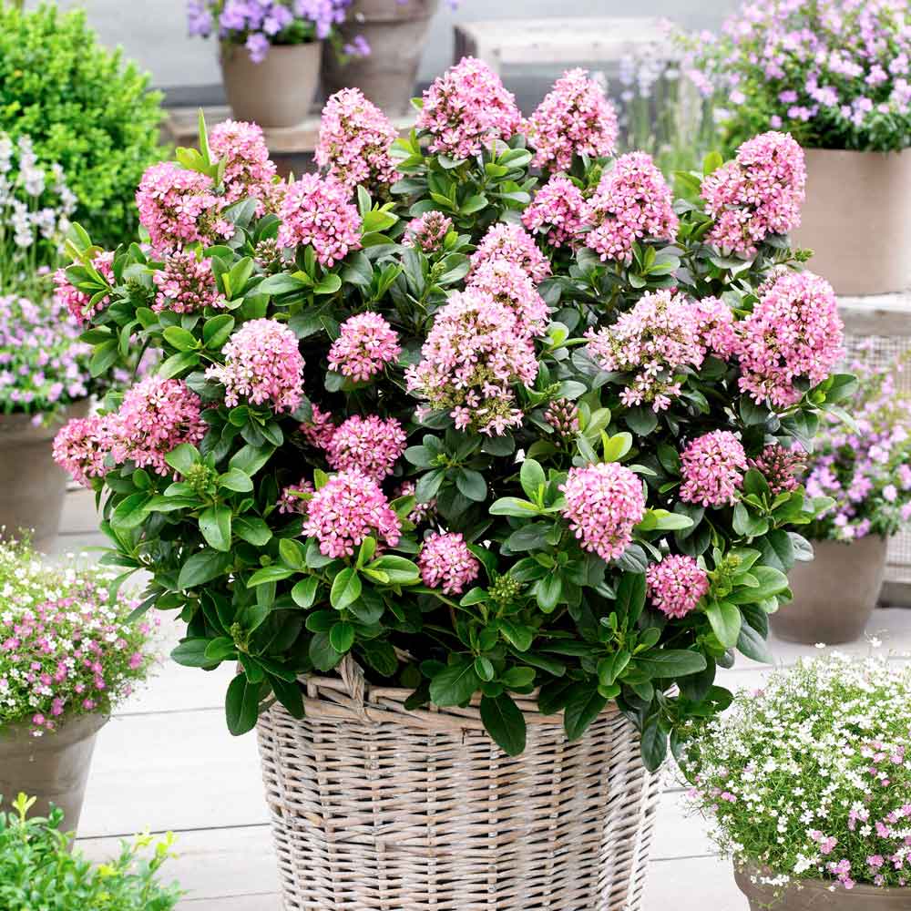 Escallonia Laevis Pink Elle 9cm Pot | Set of 3