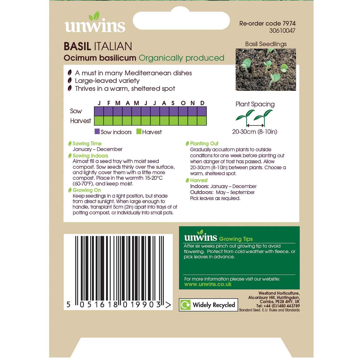 Italian Basil Ocimum Basilicum Seeds | 500 Seeds