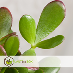 Jade Plant - Crassula Ovata 'sunset' - Height 30-35cm - ⌀17cm | Set-of-1 | Green