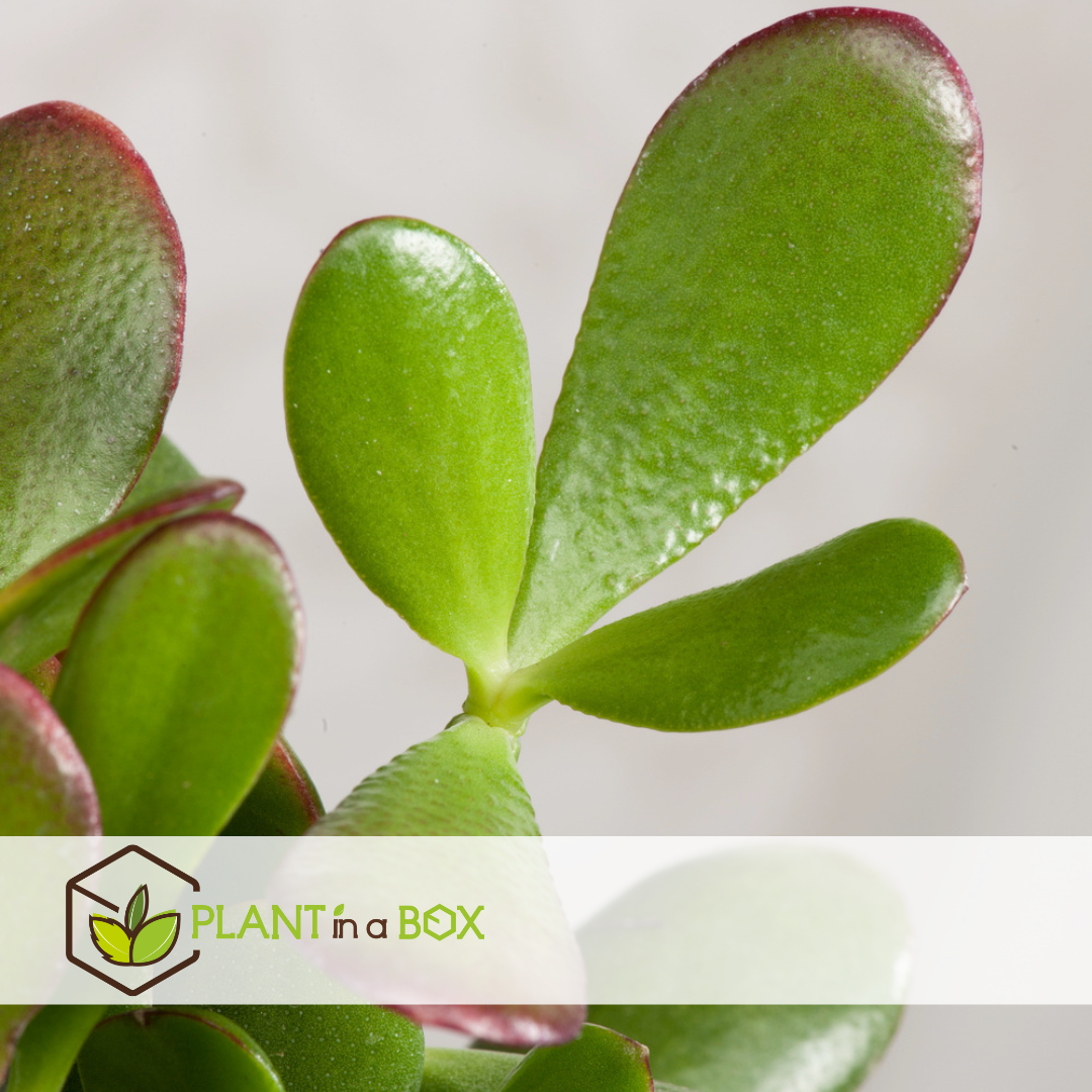 Jade Plant - Crassula Ovata 'sunset' - Height 30-35cm - ⌀17cm | Set-of-1 | Green