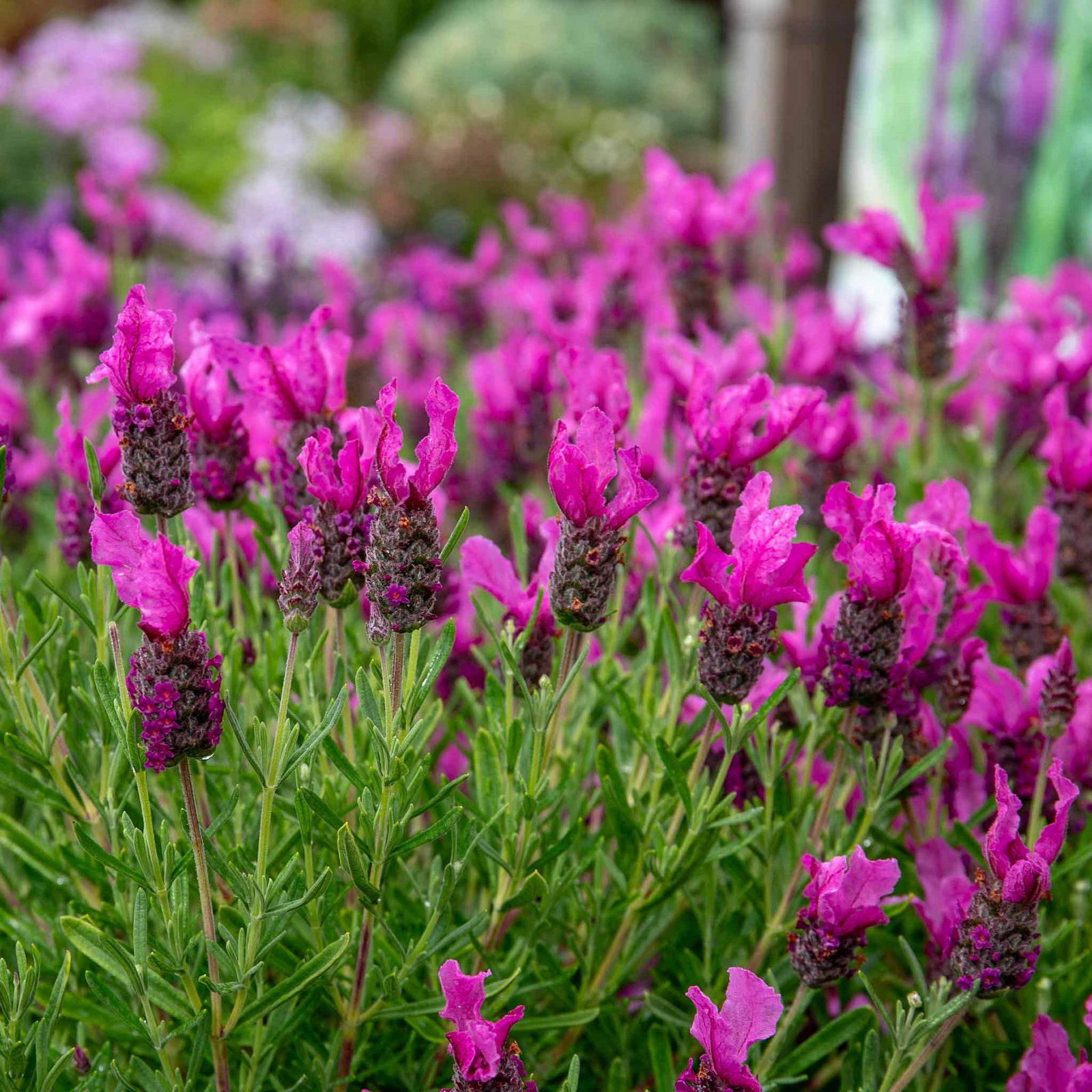 Lavender 'pink Summer' Compact Fragrant Pink | 3 x Jumbo Plugs | Purple