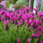 Lavender 'pink Summer' Compact Fragrant Pink | 6 x Jumbo Plugs | Purple