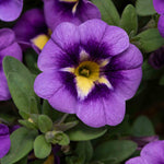 Calibrachoa 'caberet Special Bumble Bee Blue' Trailing Plug Plant | 12 x Plug Plants | Blue