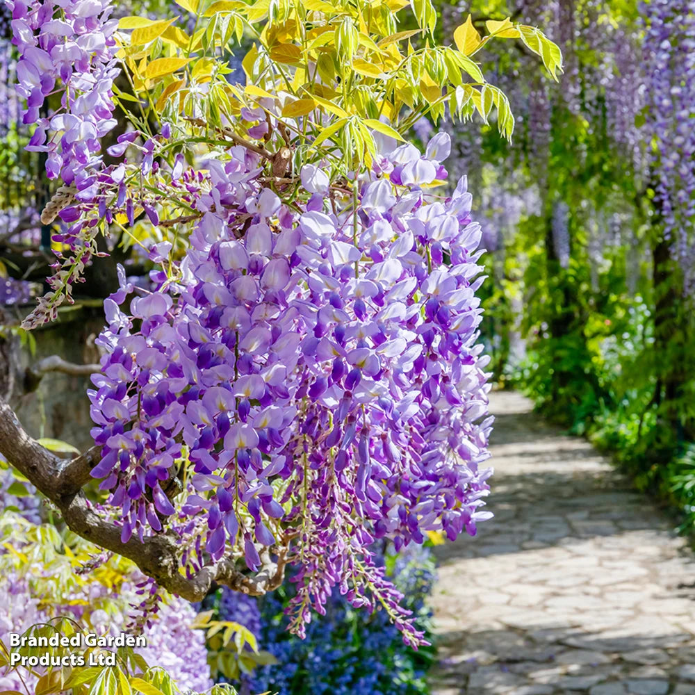 Wisteria 9cm Plant | Set of 2
