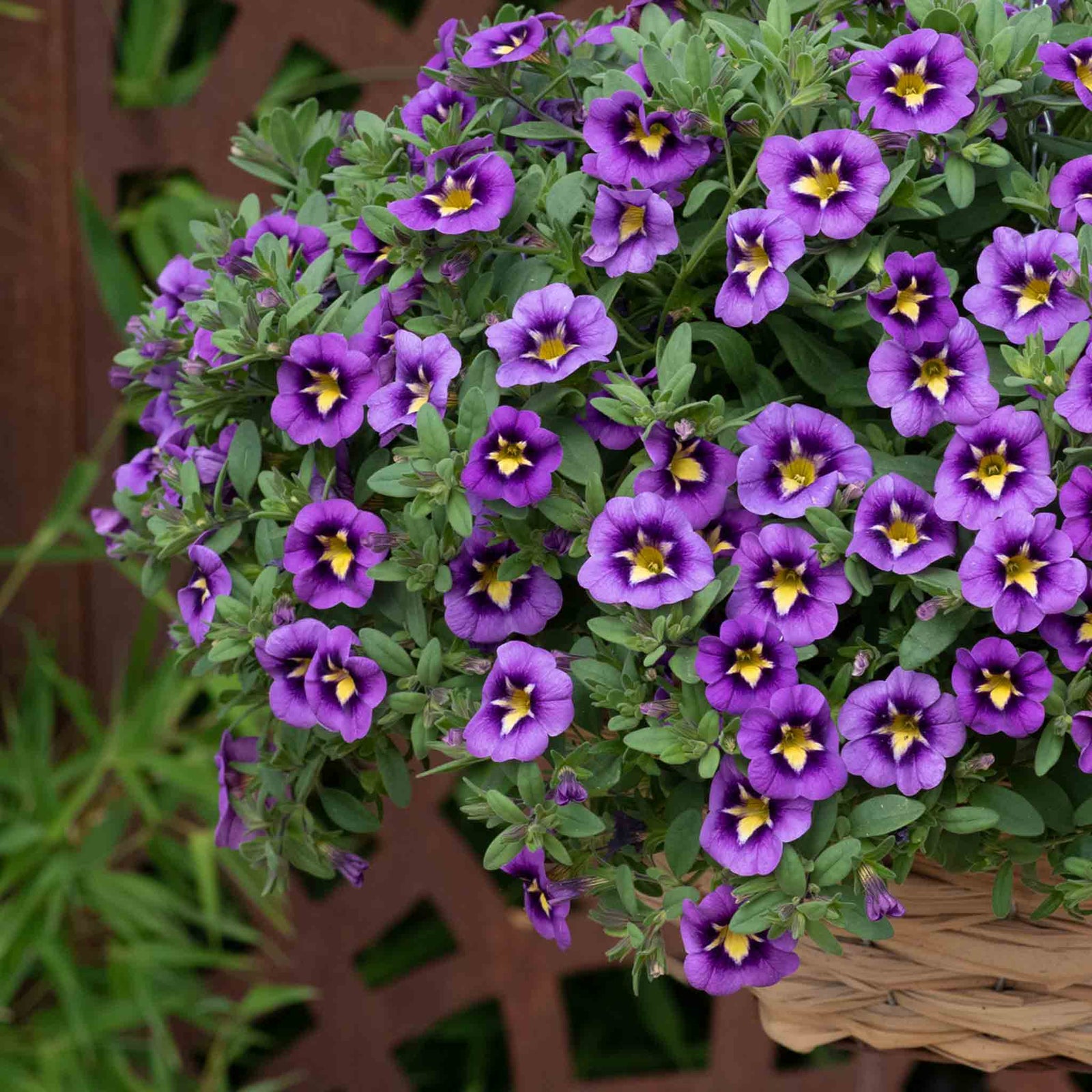 Calibrachoa 'caberet Special Bumble Bee Blue' Trailing Plug Plant | 12 x Plug Plants | Blue