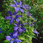 Clematis 'Rhapsody' - Bold and eye-catching - 7cm pot | 1 x 7cm | Dark Purple