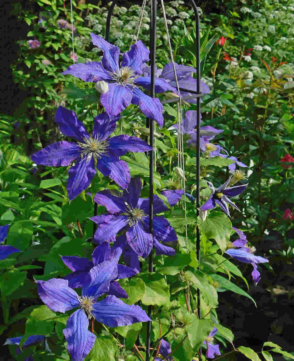 Clematis 'Rhapsody' - Bold and eye-catching - 7cm pot | 1 x 7cm | Dark Purple