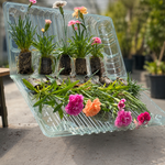 The Dianthus ‘Super de Trouper’ Collection - Plug Plants | Set of 12 | Multi