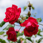 Rose Paul's Scarlet - Climbing Bare-root Red Rose | 1 x Bare Root | Red