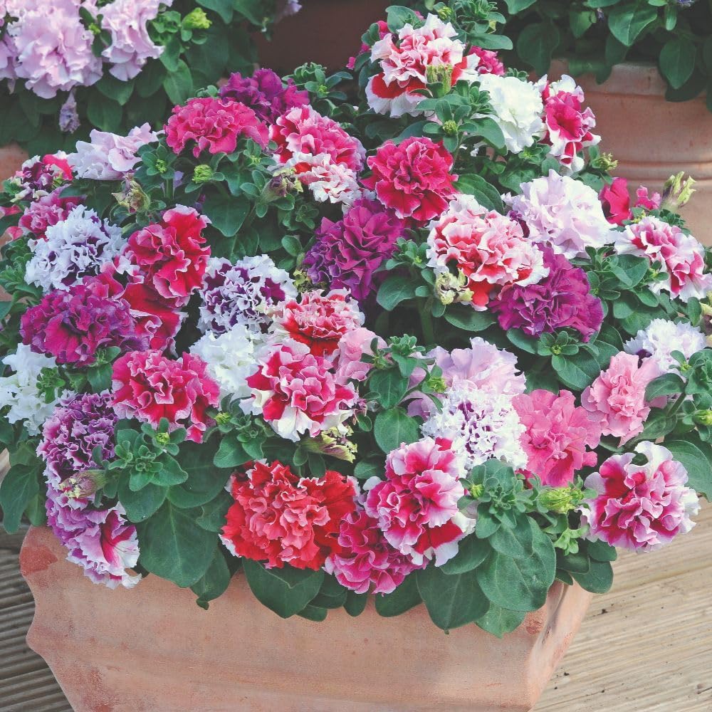 Petunia Orchid Flowered Mixed Garden Ready Plants - Ruffled Double Blooms | 24 x Garden Ready Plants
