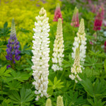 Lupin 'gallery Mix' - Hardy Herbaceous Perennials Garden Ready Plants | 60 x Pro Grower Plugs