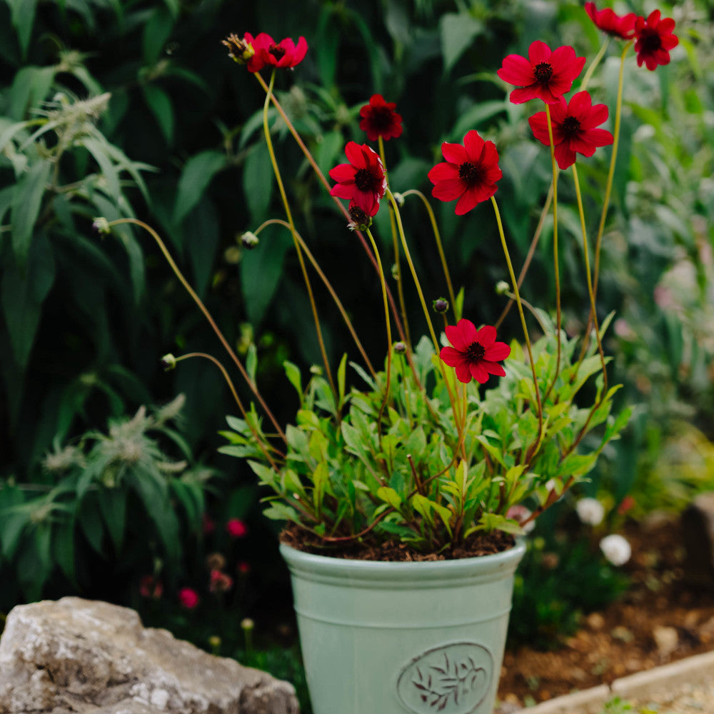 Cosmos Atrosanguineus Cherry Chocolate - 9cm Pot | 1 x 9cm | Hot Pink