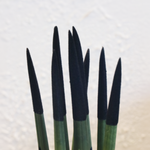 Snake Plant Velvet Touch - Sansevieria Cylindrica - Height 20-40cm - ⌀9cm | Black
