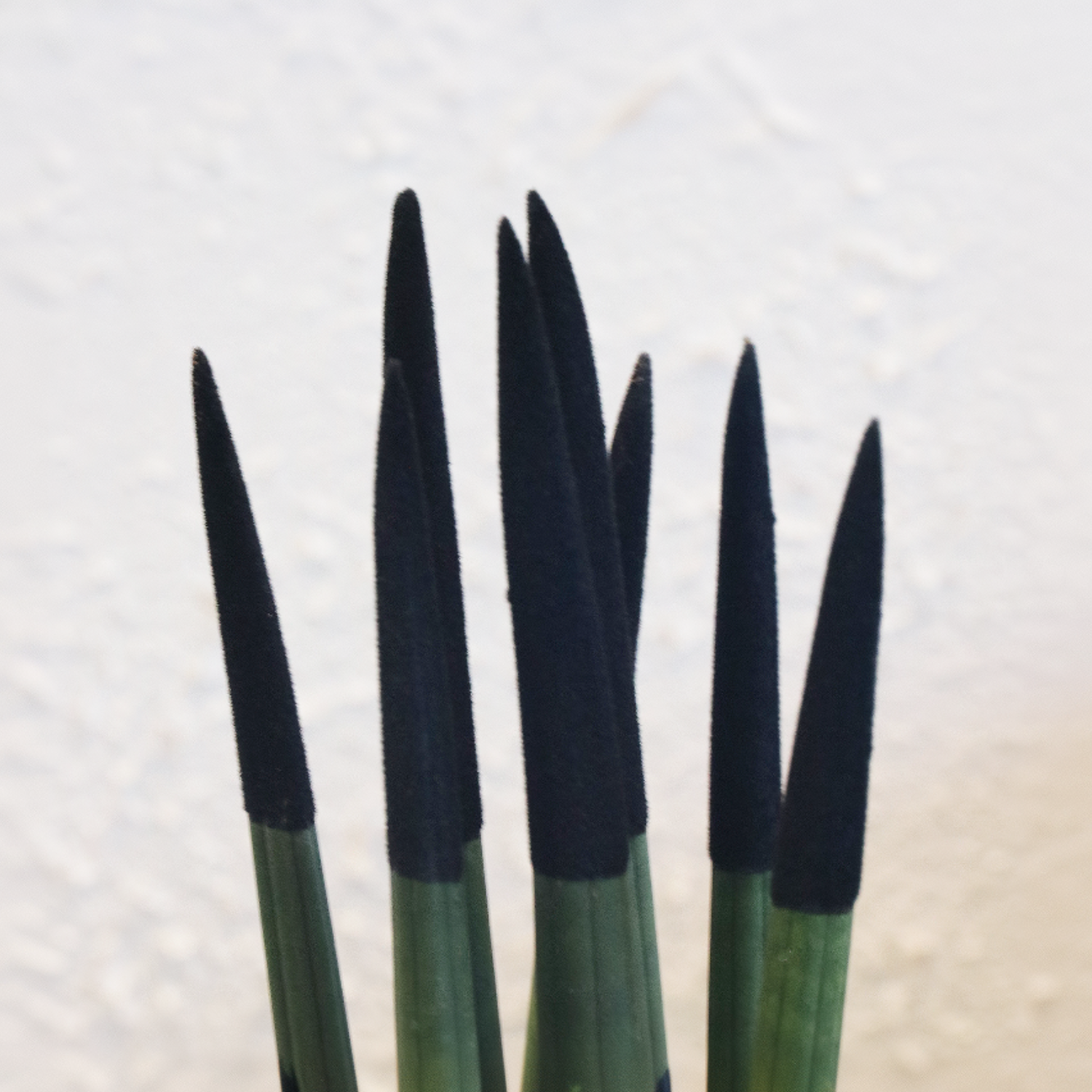 Snake Plant Velvet Touch - Sansevieria Cylindrica - Height 20-40cm - ⌀9cm | Black