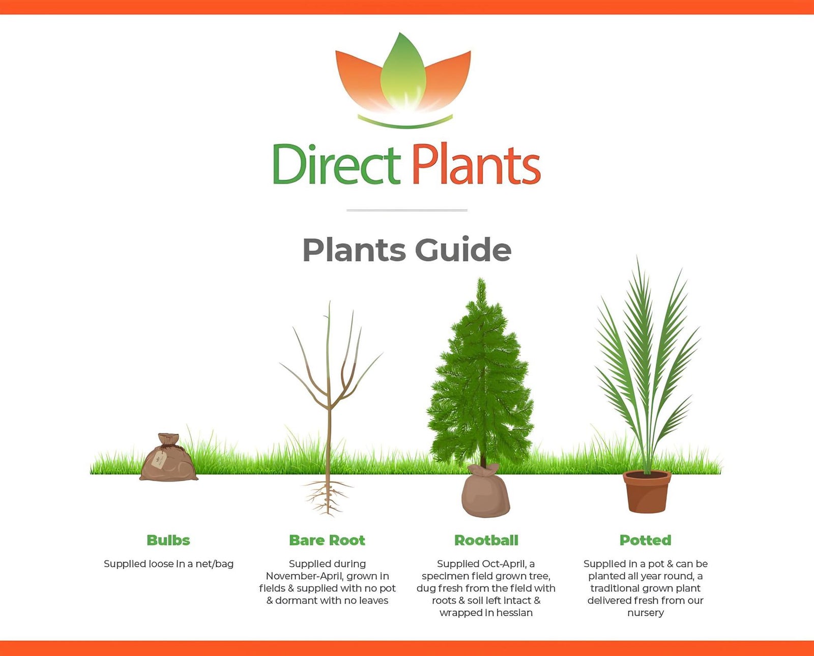 Direct Plants 5x Large Juniperus Skyrocket Trees Rocky Mountain Juniper Conifer 2ft Tall In A 3 Litre Pots