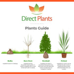 The Evergreen Selection Hardy Shrub Garden Border Mix Large Mature Plants Supplied In 3 Litre Pots | Set-of-12