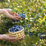 Plentiful Patio Fruits Collection - Blueberry, Raspberry And Blackberry All Compact Varieties Supplied In 9cm Pots