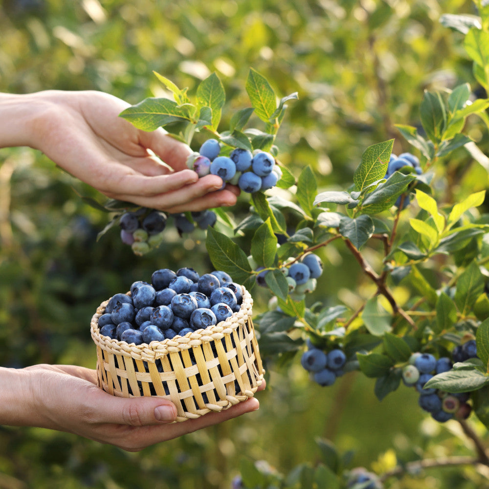 Plentiful Patio Fruits Collection - Blueberry, Raspberry And Blackberry All Compact Varieties Supplied In 9cm Pots