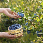 Plentiful Patio Fruits Collection - Blueberry, Raspberry And Blackberry All Compact Varieties Supplied In 9cm Pots