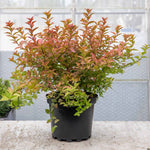 Spiraea Japonica 'firelight' Ornamental Shrub, Pollinator-friendly | 1 x 3L | Green & Pink