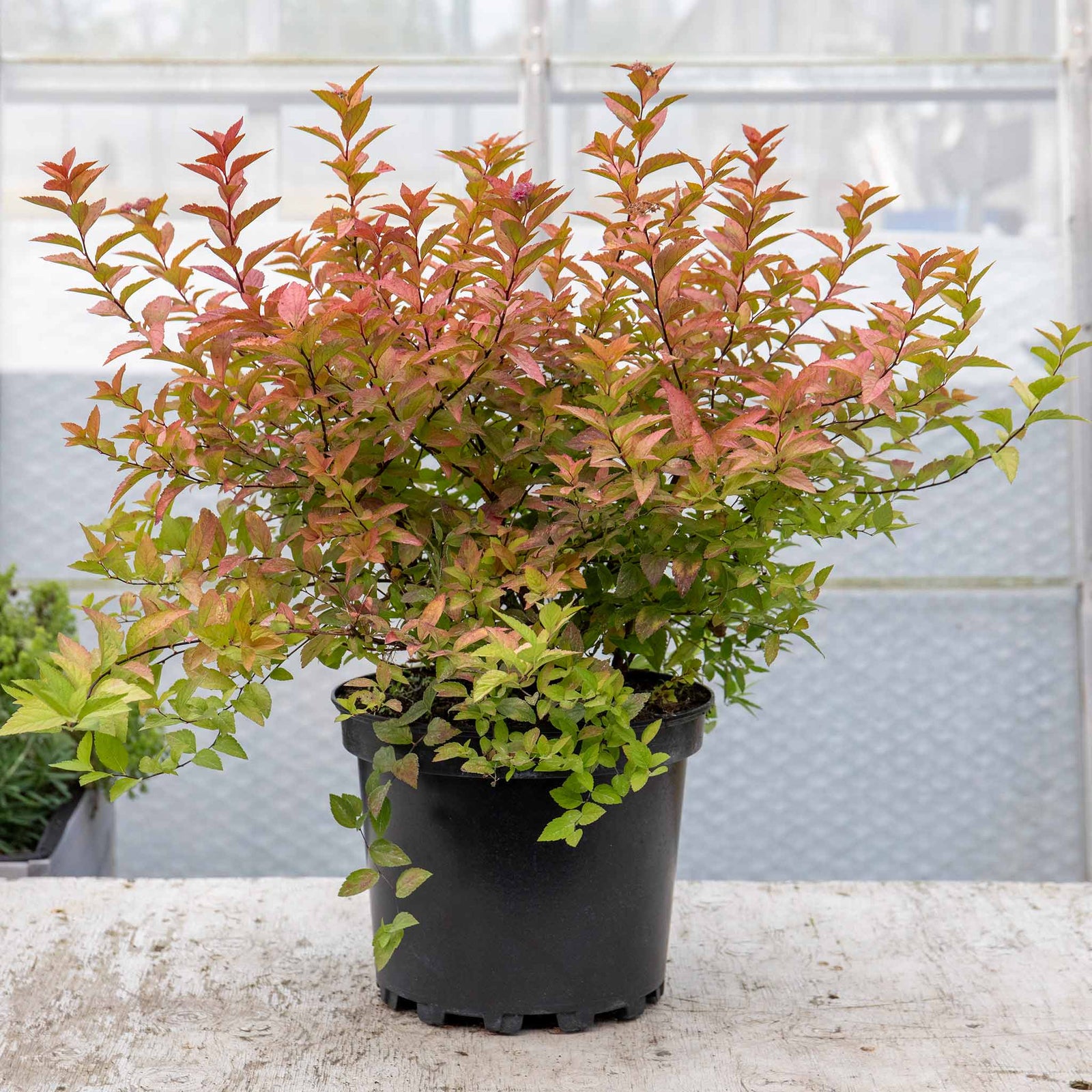 Spiraea Japonica 'firelight' Ornamental Shrub, Pollinator-friendly | 1 x 3L | Green & Pink