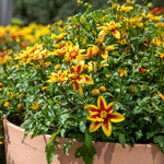 Bidens 'blazing Star' - Compact, Long-flowering Bedding Plant | 12 x Plug Plants | Orange