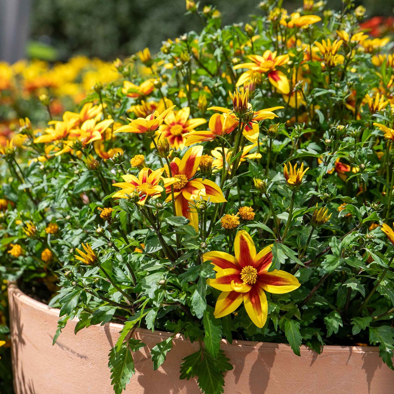 Bidens 'blazing Star' - Compact, Long-flowering Bedding Plant | 12 x Plug Plants | Orange
