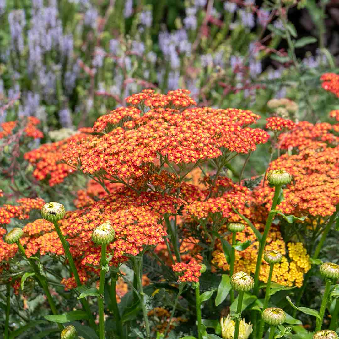 Achillea 'sassy Summer Sunset' 80cm 9cm | Set of 3
